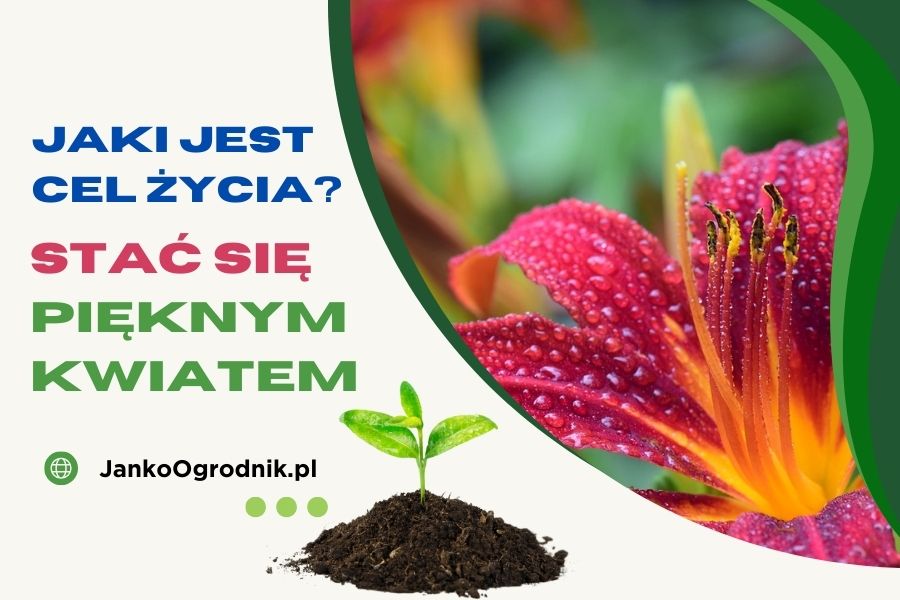 Jaki jest cel i sens życia_ #2. Stać sie pięknym kwiatem